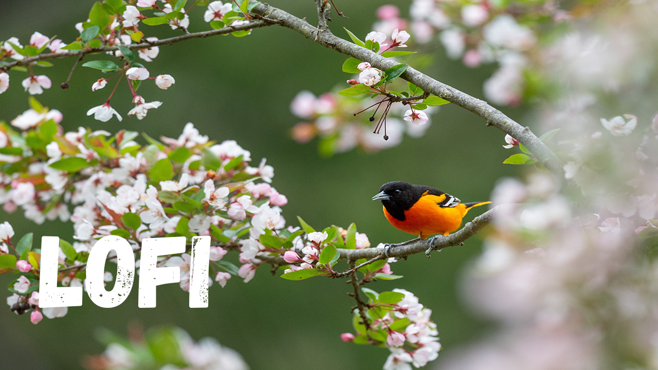 Музыка для учебы и работы. Стиль lofi смотреть онлайн