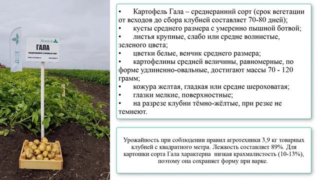 Картофель сорта Гала смотреть онлайн