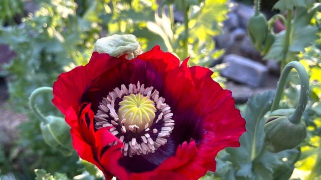 Два коротких стиха: „я умею себя жалеть“ и „дарите настроение“ смотреть онлайн