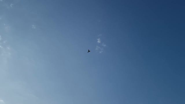 Голуби Санжара Турецкая такла