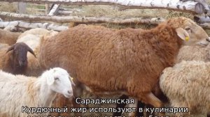 Курдючный баран