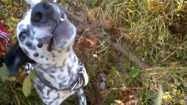 Чудопёс часть1