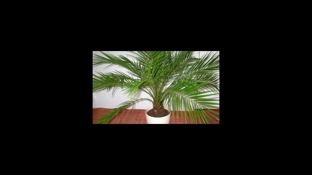 Как вырастить финиковую пальму из косточки? смотреть онлайн