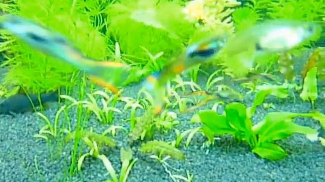 Гуппи Эндлера (Венесуэла) с длинными окрашенными вилками в хвостовых плавниках смотреть онлайн