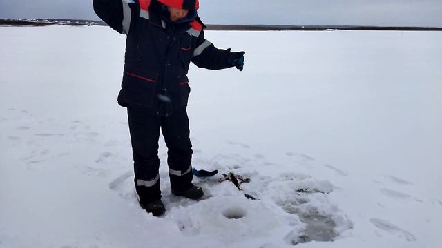 Подледка на окуня. Веселые горки #якутия #рыбалка #зима #подледнаярыбалка #река #окунь смотреть онлайн