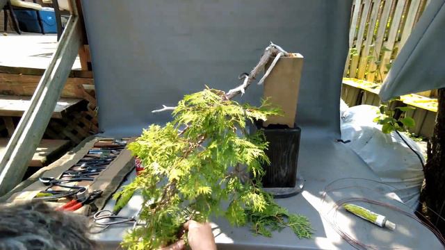 The Chasm Mixed Media Bonsai смотреть онлайн