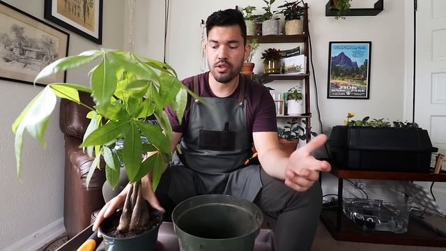 Money Tree (Pachira Aquatica) Care смотреть онлайн