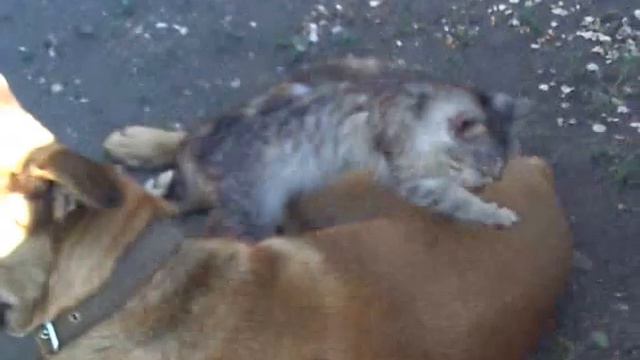 Кот массажист смотреть онлайн