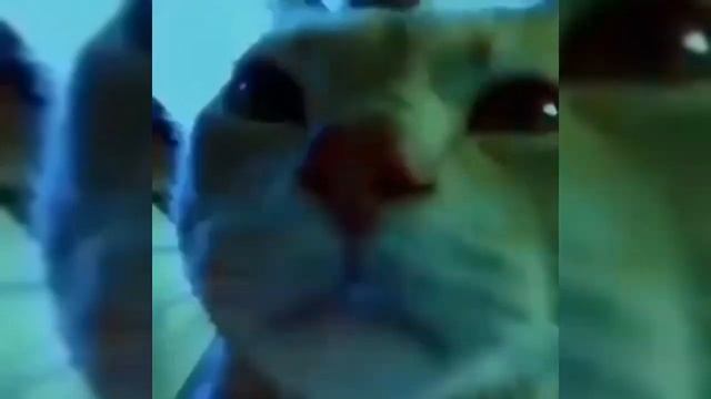 CAT MEME, React to Digimon, Power Ranger, Lightsaber | FF19 Refresh from Astronomia, Caramelldansen смотреть онлайн