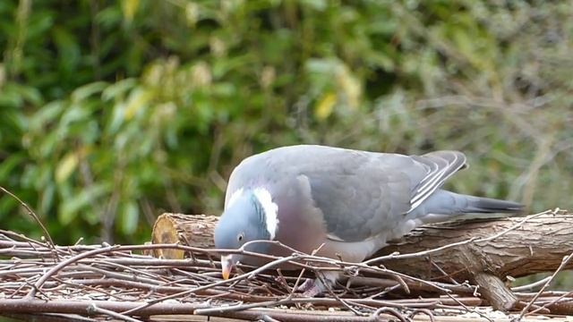 КАК ГОВОРЯТ ЖИВОТНЫЕ?Карточки Домана: Животные фермы смотреть онлайн