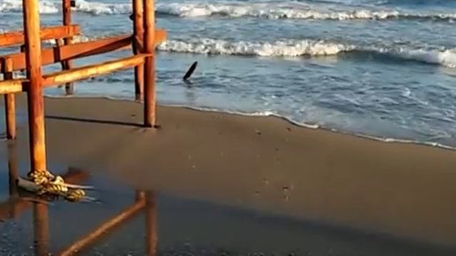 Черное море (2014) кино-зарисовка смотреть онлайн