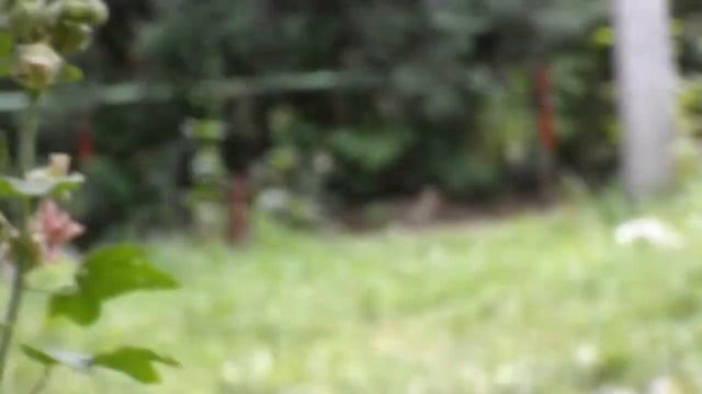 Samsung WB600 Flower