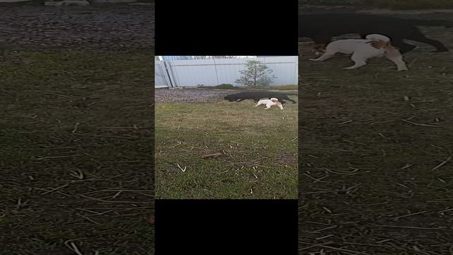 Багира и Толясик