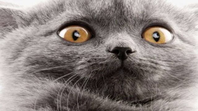 Первый босс второй эволюции!-#12 Tower Conquest смотреть онлайн