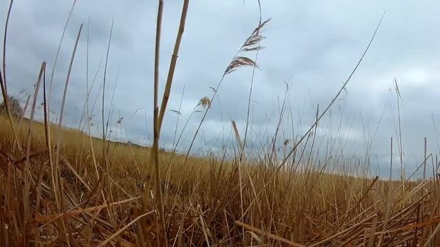 Охота на утку 2019 Волгоградская область смотреть онлайн