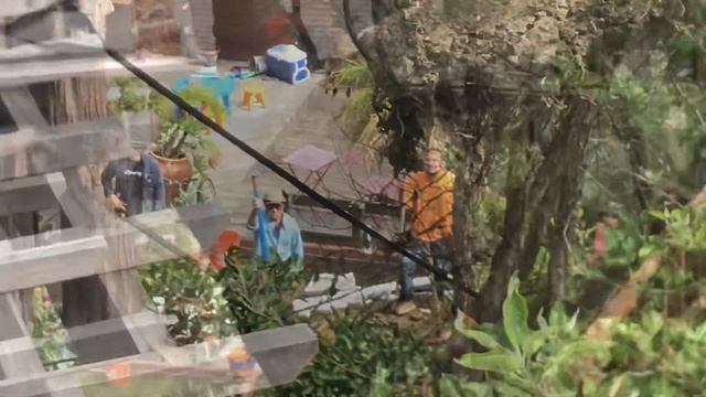 Hybrid Kentia Palm Crane Install, Howea foresteriana X Belmoreana смотреть онлайн