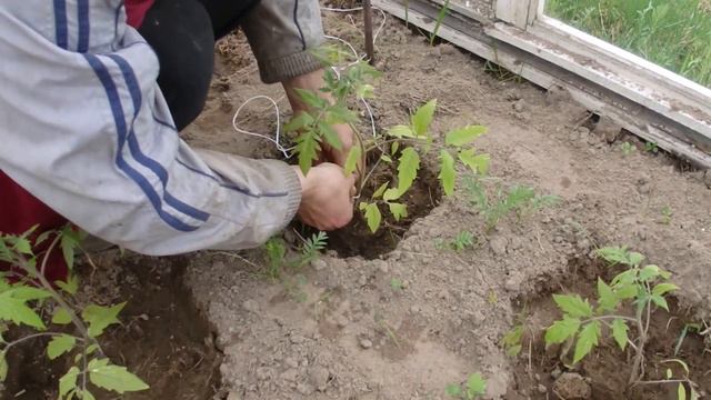САЖАЕМ РАССАДУ ПО ФЕН-ШУЙ. смотреть онлайн