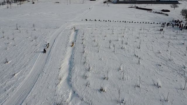 Заезды на собачьих упряжках в Царском селе.Dog sledding in Tsarskoye selo.Saint-Petersburg. смотреть онлайн