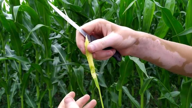 Кукуруза гибрид П7043. смотреть онлайн