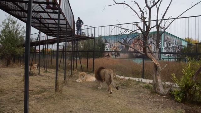 Лев Малыш готовится СТАТЬ ПАПОЙ и ....загулял с Клепой ! смотреть онлайн