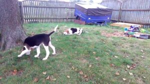 Щенки Русской Пегой Гончей (3 мес.) Баян и Гайда.  Пинское Полесье