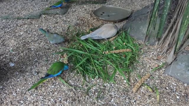 Cockatiel Companion 5 HOURS OF COCKATIELS!!!