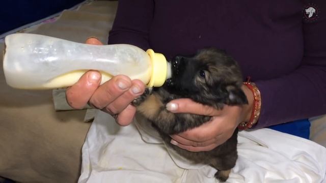 A beautiful story of seven puppies abandoned in cardboard box смотреть онлайн