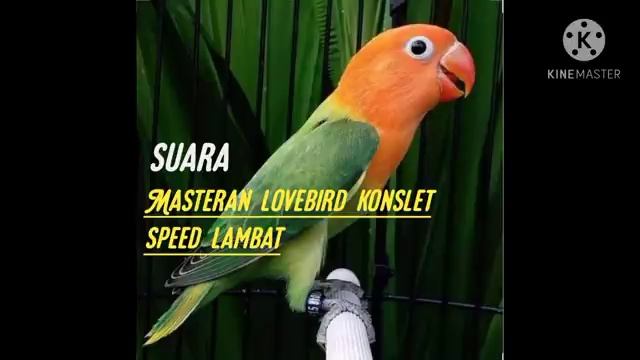 MASTERAN LOVEBIRD KONSLET SPEED LAMBAT,, смотреть онлайн