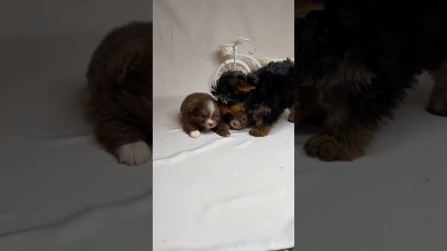 Чихуахуа мальчики шоколадные смотреть онлайн