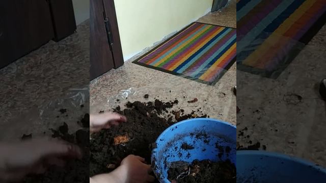 Разведение червей в домашних условиях! смотреть онлайн