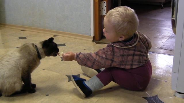 Малыш делится с любимым котом!!! Ржака! смотреть онлайн