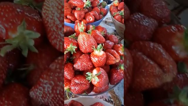 Клубника 2019 Азия и Альба на столе!! смотреть онлайн