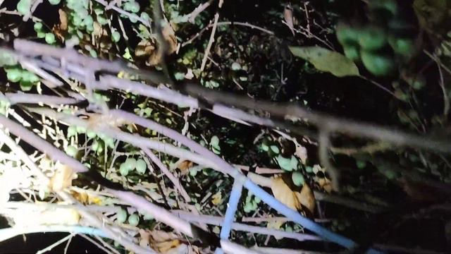 Today it is Full Moon 28.03.2021. March 28th Kiwi Harvest at Night. Actinidia arguta. LED Light Tes смотреть онлайн