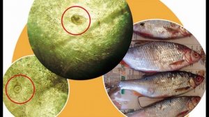 Кошачий сосальщик (Opisthorchis felineus) - Описторхоз: Жизненный цикл, Диагностика, Профилактика