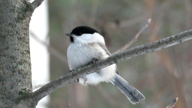 Пухляк или синица Гаичка буроголовая зимой смотреть онлайн