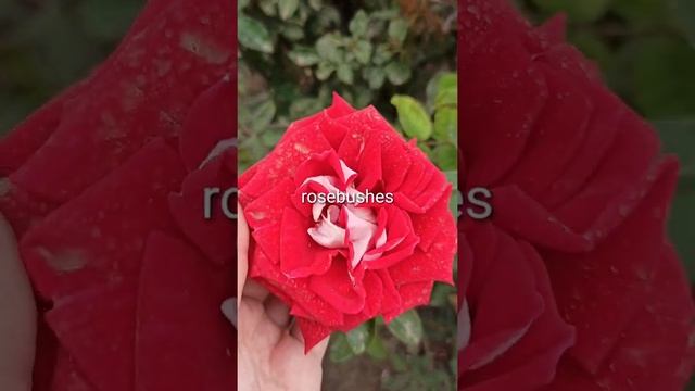 Luxor Люксор @rose_bushes161 смотреть онлайн