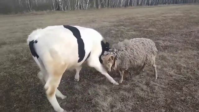 Битва животных. Баран против быка смотреть онлайн