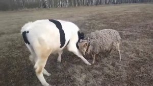 Битва животных. Баран против быка