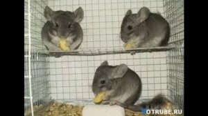 Содержание шиншилл в домашних условиях. Домашняя шиншилла. Клетки и домики