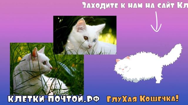 Глухая кошка Пуська. Рассказы про животных. Клетки почтой. смотреть онлайн