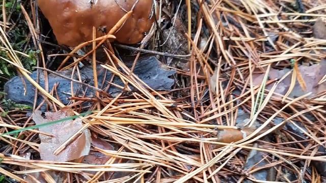 Осень 2018, Харьковская область смотреть онлайн