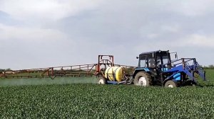 СРОЧНО СПАСАЮ ПШЕНИЦУ третья обработка фунгицидом