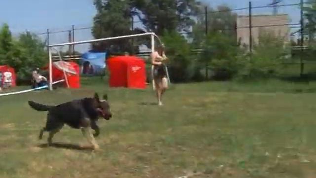 Выставка собак в Луганске 2012