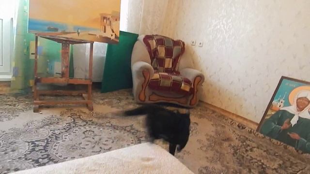 Кошки тоже умеют то что собаки умеют.mp4 смотреть онлайн