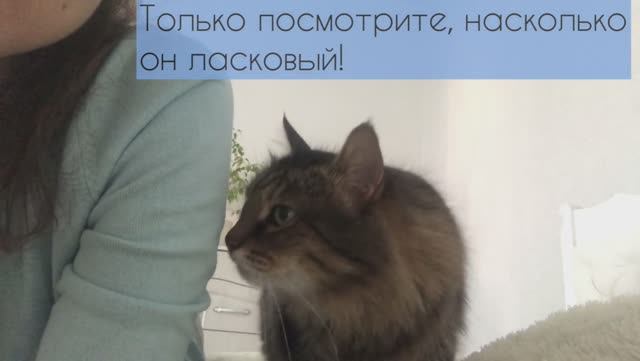 Очень ласковый кот хочет внимания!!! Сложно ему отказать смотреть онлайн
