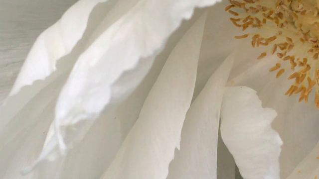 Pivoine arbustive 'Paeonia arborea' le coeur est fleuri. смотреть онлайн