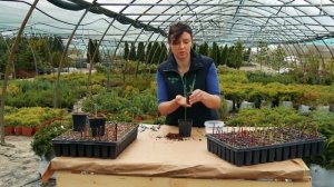 Укоренение черенков. Размножение многолетних цветов.