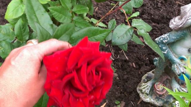 Цветение роз в моём саду.Часть 1 смотреть онлайн