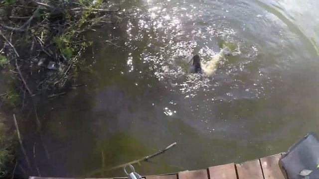 Ловля на спиннинг на платном водоеме в нерестовый запрет смотреть онлайн