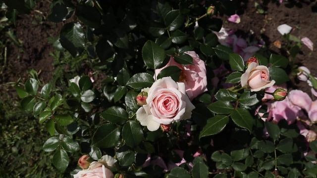 Успехи роз первогодок! Отличные результаты у плетистых роз - Ева, Свит Сири, Амадеус, Пирует и др. смотреть онлайн